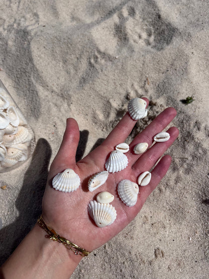 Shell Accessories image 2